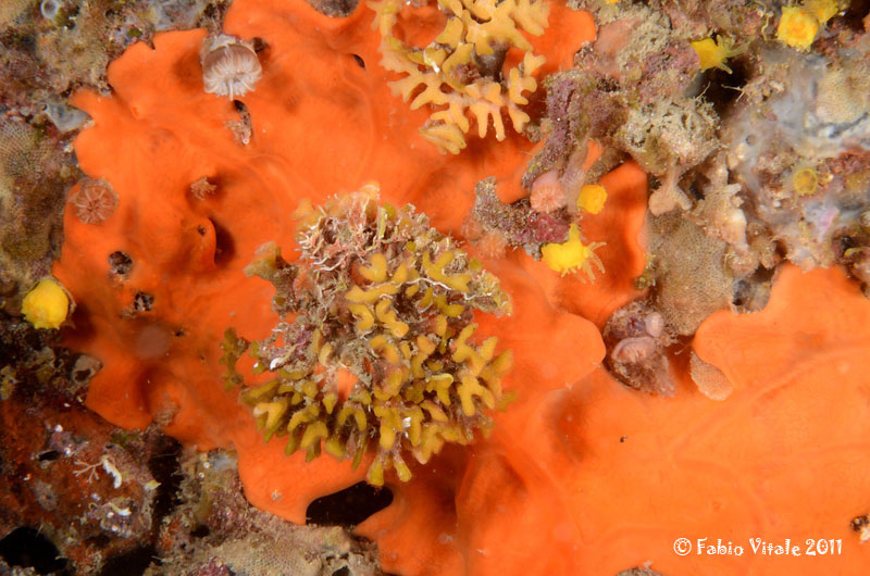 Bugula spp. e Scrupocellaria reptans